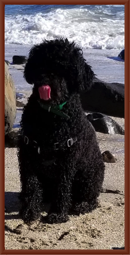 Betty at the Beach